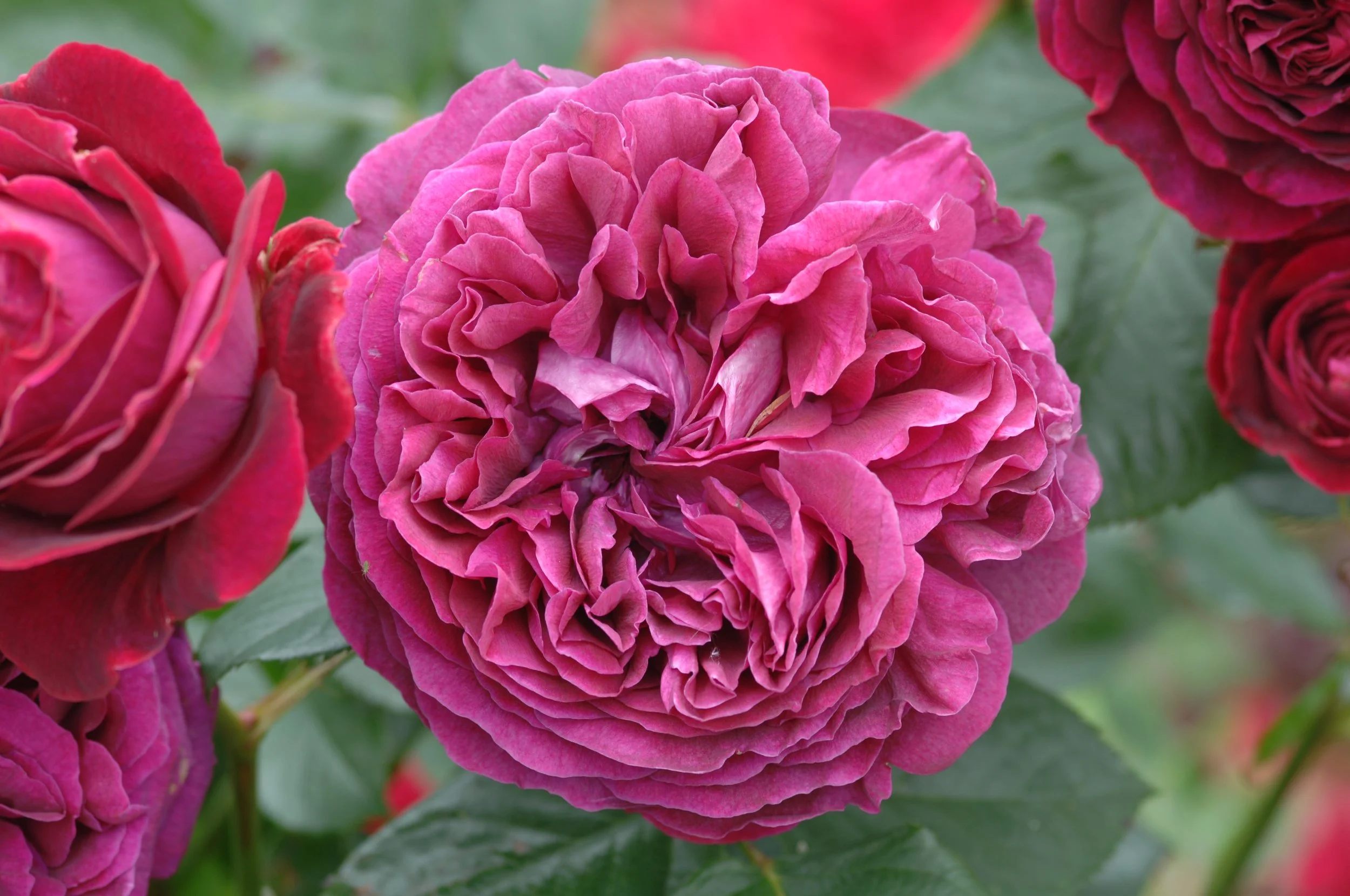 David Austin Rose - 'Claire Austin' — Wilson Plant Co